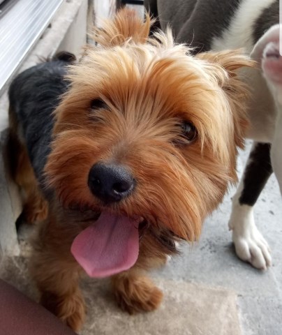 Yorkshire Terrier Stud 27263