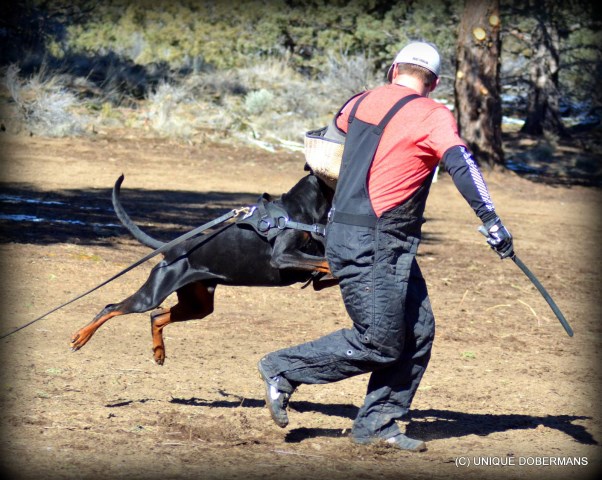 Unique Dobermans