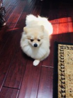 Henry - Pomeranian Stud