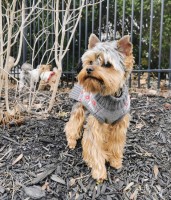 Charmaine - Yorkshire Terrier Stud