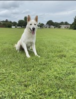 Krystal DeLeon - German Shepherd Dog Stud