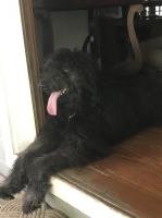 Tom Mayhew - Goldendoodle Stud