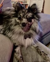 lakoya ross - Pomeranian Stud