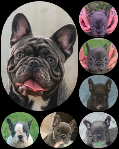 French Bulldog Stud 28002