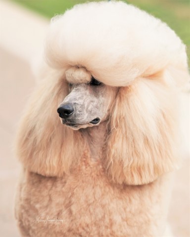 Poodle Standard Stud 28904