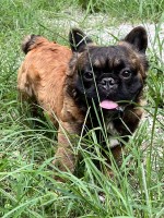 SafroNova's Royal Frenchies INC