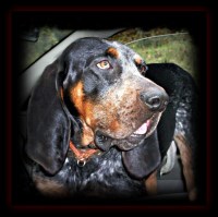 Bluetick Coonhound thumbnail