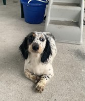 steven flakowicz - Dachshund Stud