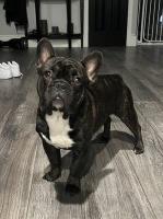 Stephen Reavis - French Bulldog Stud