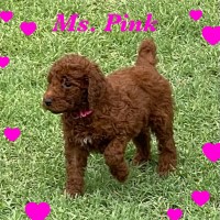 Schmidt standard poodles Poodle Standard breeder