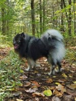 Caitlin Kallimanis - Keeshond Stud