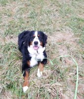 Meghan - Bernese Mountain Dog Stud