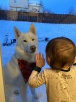 Sandra Bonilla - Siberian Husky Stud