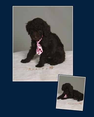 Poodle Standard Breeder 25930