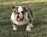Alex Bustamante - English Bulldog Stud
