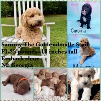 Jessica Russell - Goldendoodle Stud