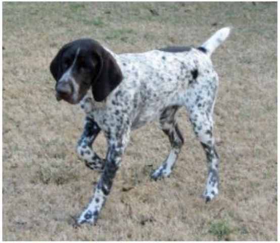 Paladen Kennels - GSP & Pointers