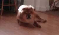 Chow Chow thumbnail