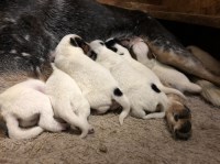 Boondock Bandits Australian Cattle Dog breeder
