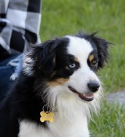 julieslittleaussies Miniature Australian Shepherd breeder