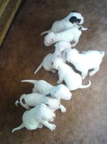 Cindy Jo's Kennel Nkc American Bulldogs