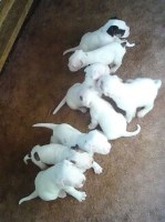 Cindy Jo's Kennel Nkc American Bulldogs American Bulldog breeder