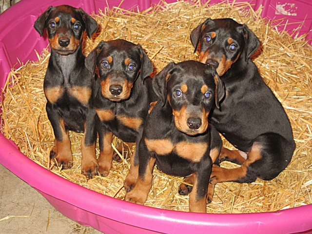 HENSON'S DOBERMAN PINSCHER PUPPIES