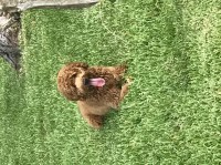 Fred - Goldendoodle Stud