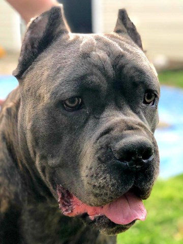 Em Canes Cane Corso Stud In Myrtle Beach South Carolina