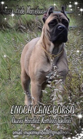 Enoch Cane Corso