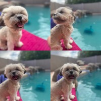 Iryna Nikolus - Shih Tzu Stud