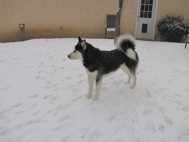 Siberian Husky Stud 26712