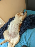 Alararis Golden Heaven Golden Retriever breeder