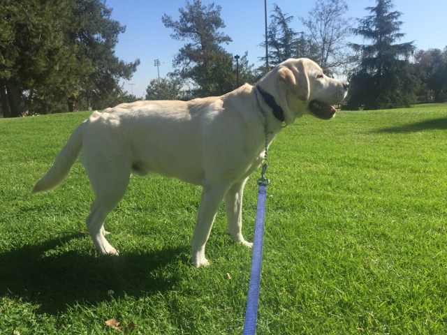 Labrador Retriever Stud 26871