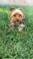 Sara - Yorkshire Terrier Stud