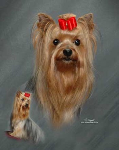 Yorkshire Terrier Breeder 30116