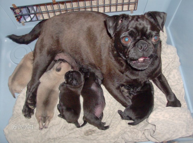 Pug Breeder 17456