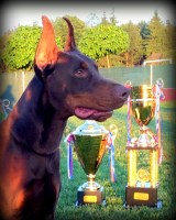 Unique Dobermans Doberman Pinscher breeder