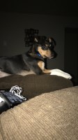 Tori - Miniature Pinscher Stud