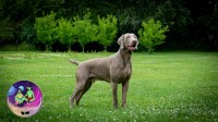 Weimaraner thumbnail