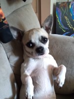 Brandon Hunt - Chihuahua Stud