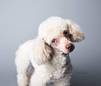 Hannah Melton - Poodle Miniature Stud