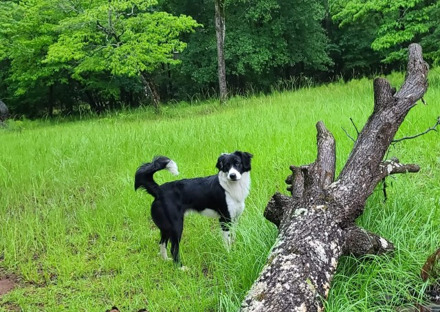 Border Collie Stud 28585