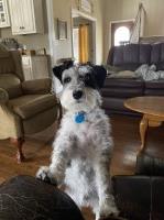 Mike Brown - Miniature Schnauzer Stud