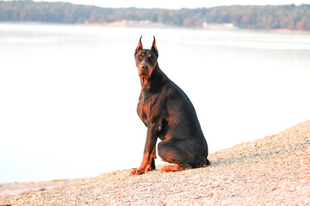 MS European Dobermans
