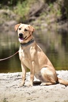 john w. - Labrador Retriever Stud