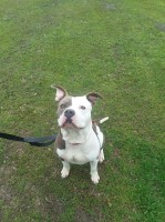 Jessica Duffee - American Pit Bull Terrier Breeder American Pit Bull Terrier breeder