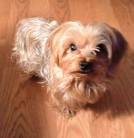 Courtney Biro - Yorkshire Terrier Stud