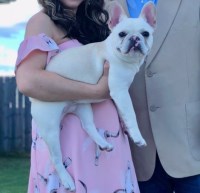 Jessie Prescott - French Bulldog Stud