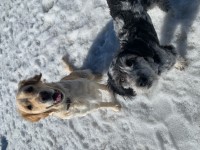 Christina Smith - Golden Retriever Stud